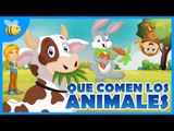 ¿Qué comen los animales Herbívoros, Carnívoros, Omnívoros? - Aula365