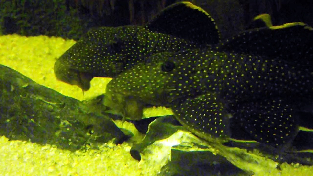 Baryancistrus xanthellus 28 décembre 2015