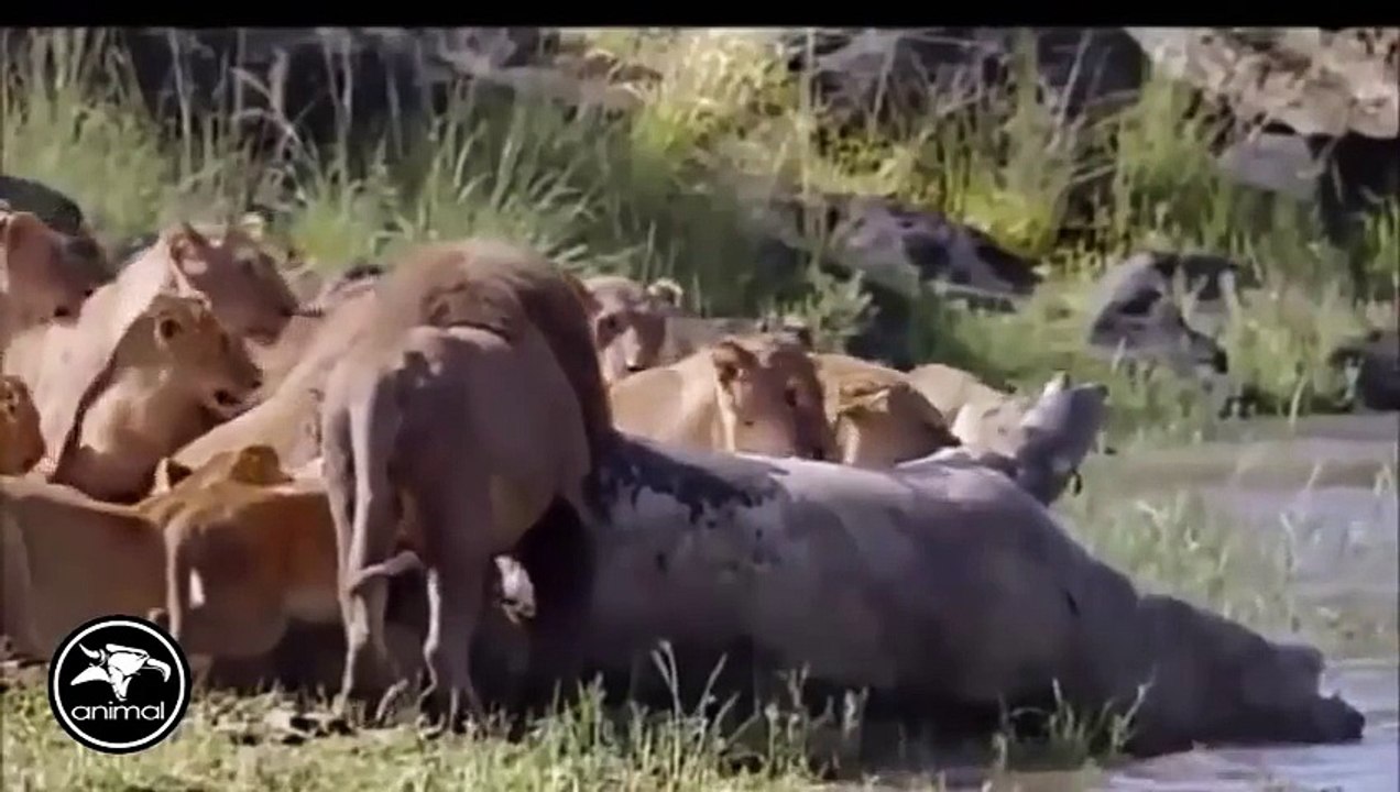 Lion vs Giant Crocodile - Real Fight - OMG!!!