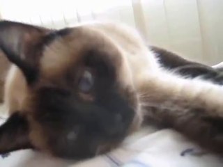 Cute siamese cat playing with ribbon