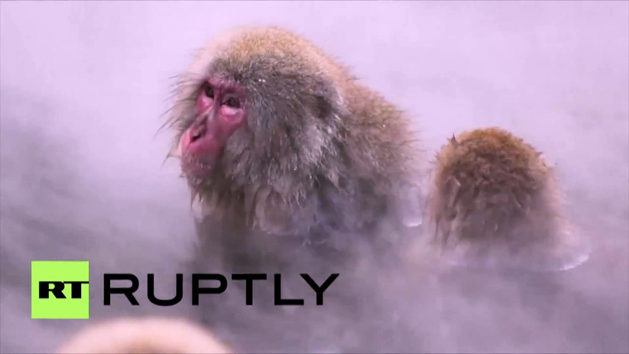Au spa, au poil : ces macaques japonais se réchauffent dans des sources chaudes