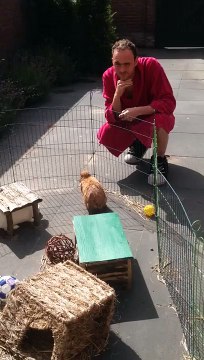 Tigo THE rabbit without ears walking