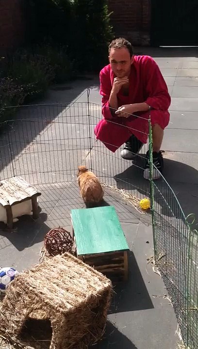 Tigo THE rabbit without ears walking