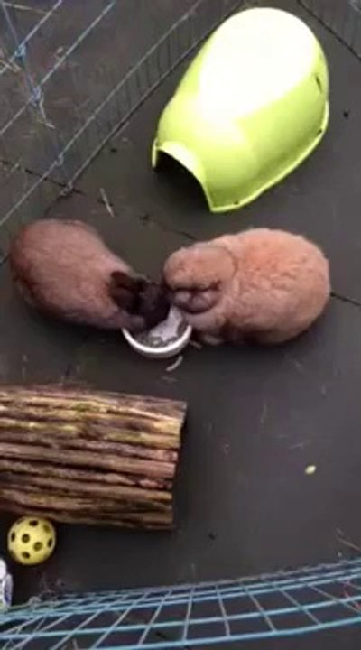 Tigo THE rabbit without ears eating