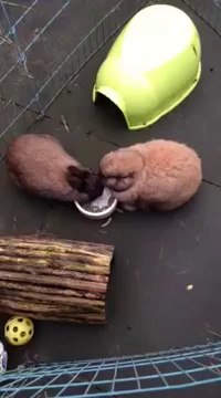 Tigo THE rabbit without ears eating