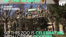 This Chinese Zoo Is Celebrating The Upcoming Year Of The Monkey