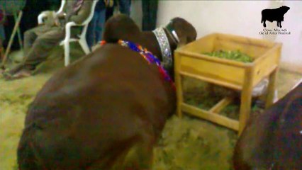 Sibbi Bull of Javed Nihari - Eid ul Azha 2015 (Part 1)