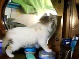 Miglior video di youtube Cat against Mirror! Funny!