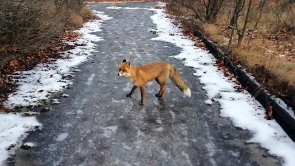 Il marche à travers la forêt enneigée, lorsqu’une chose incroyable lui arrive.. WOW!