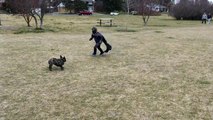 Batboy chases dogs at the dog park