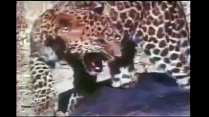 Animal fights with the strongest and incredible animals