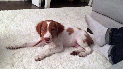 Brittany Spaniel puppy playing
