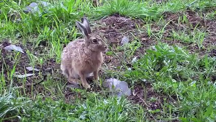 The Shooting Show Scottish roebuck and a custom Zoli