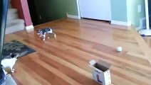 The best of 2016 Funny animals for animal FAIL COMPILATION FAIL 2013 feil 2013 funny cat and dog fails ПРИКОЛЫ 2013_2