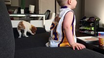 Brittany Spaniel Puppy annoys little boy