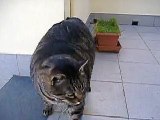 The best of 2016 Poor fat cat Funny Accident 2013 for FAIL Compilation 2013 [HD ] ПРИКОЛЫ 2013 FUNNY ACCIDENTS VIDEOS