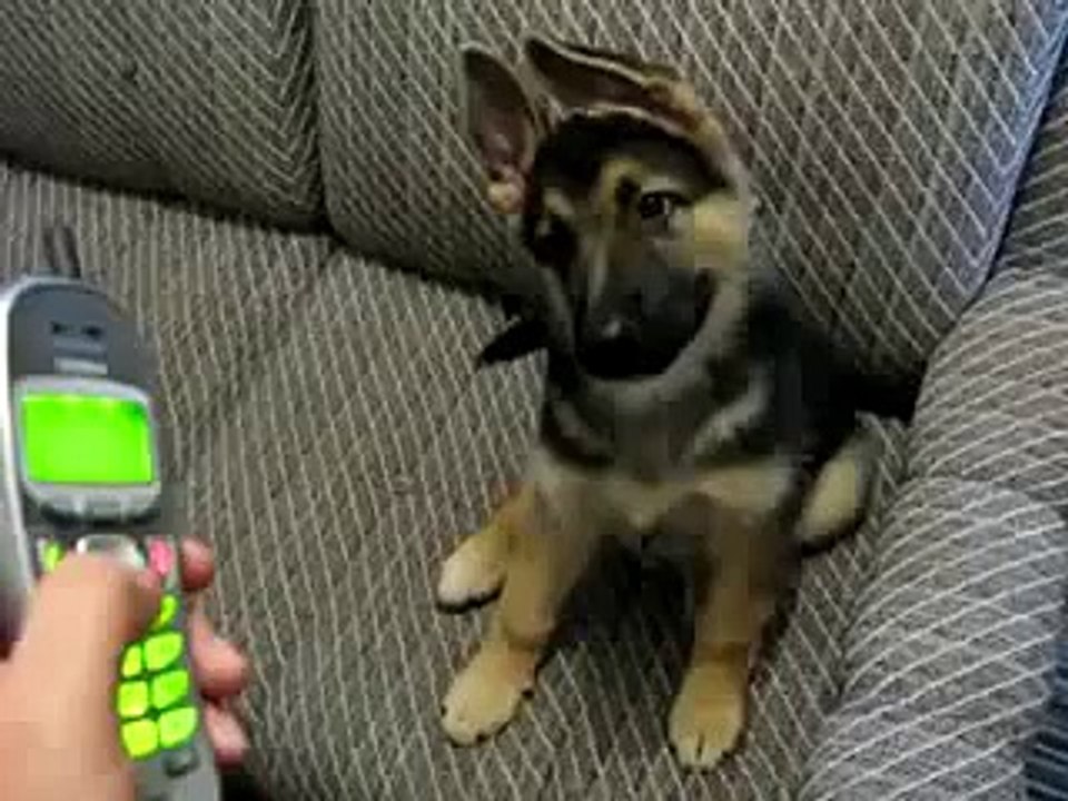 The best of 2016 German shepherd puppy - Deutscher Schäferhund welpe - Verstehen Sie Spass VSSpass