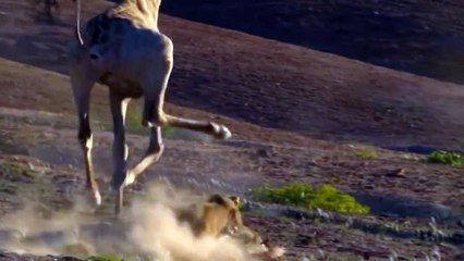 Lion Killed by Giraffe