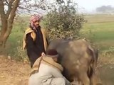Pakistani Cow Milking In Village Funny Video