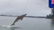 Sharknado: New Zealand fishermen catch video of shark flying through air