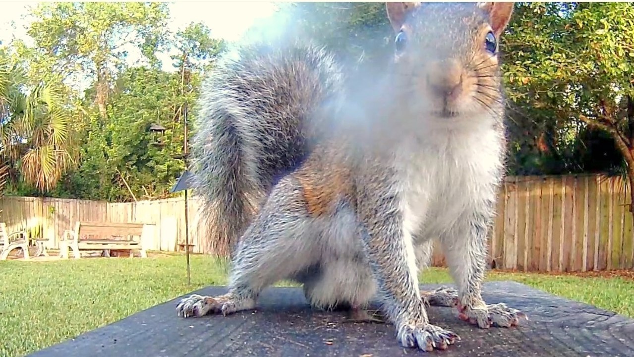 Squirrel Pissing Contest