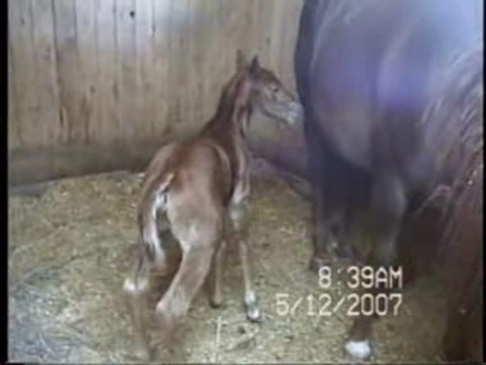 au revoir petite pouliche