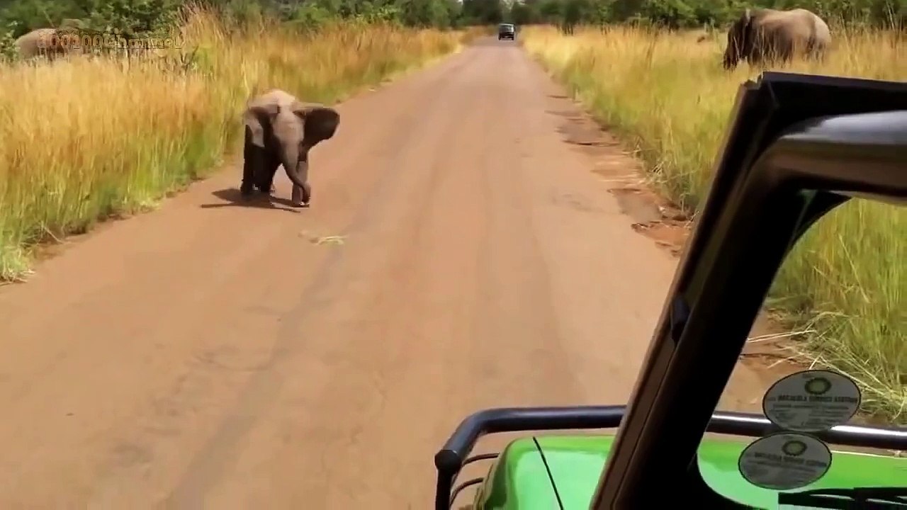 Baby Elephant Make His First Attack