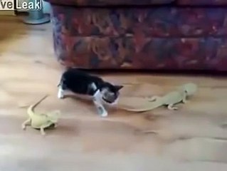 Yavru Kedinin Kertenkele Korkusu