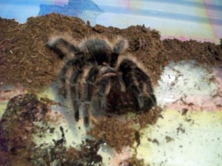 As the spider eats. Как паук кушает