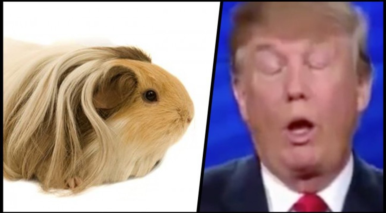 Guinea Pigs React to Donald Trump