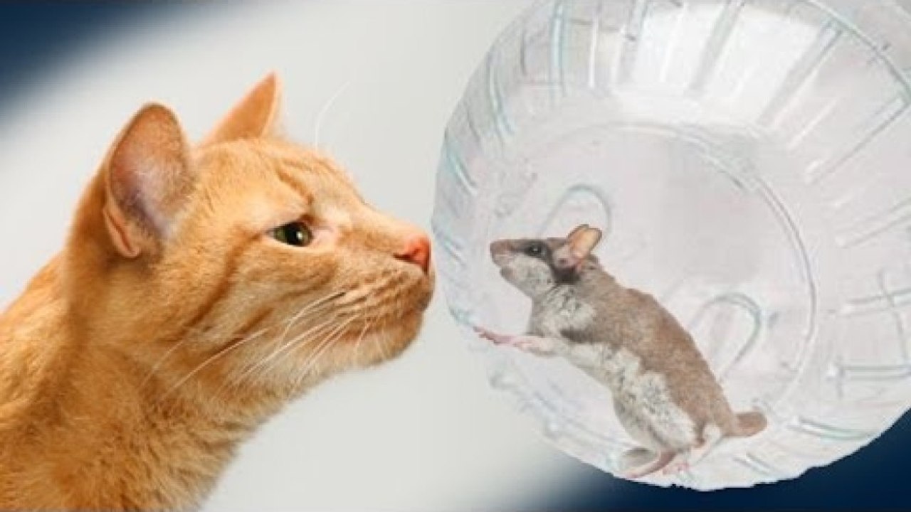 Mouse Makes Contact