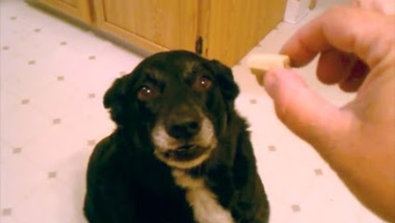 World's HARDEST Dog Tricks