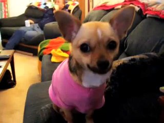 What Dogs Are Really Thinking