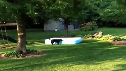 Dog Runs Away With Inflatable Pool