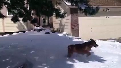 Dogs Discovering Snow