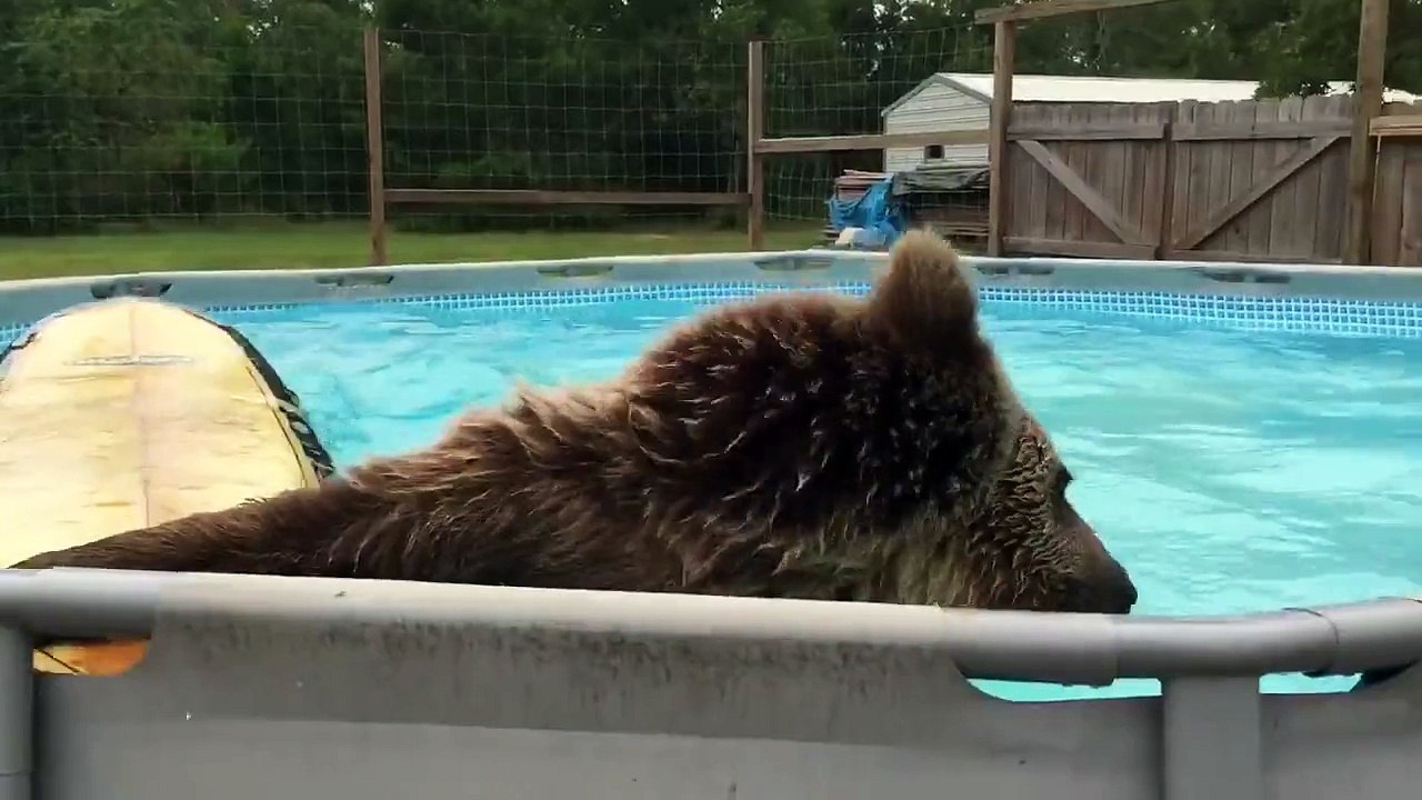 Bruiser Bear