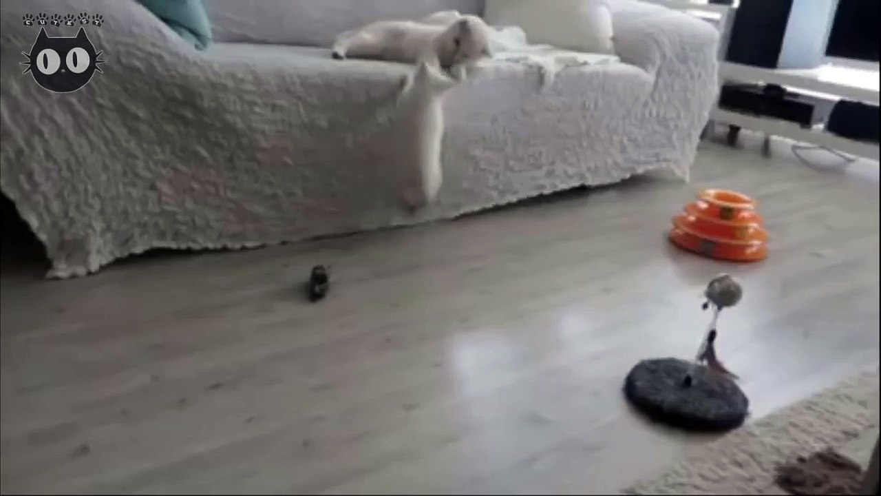 Silver British kitten plays with mom