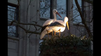 Rasso Pascal - Nov 2015