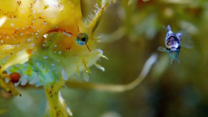 الصيد الحلقه الرابعه : جوع في البحر