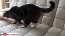youtube video divertenti gratis gatti divertenti 5