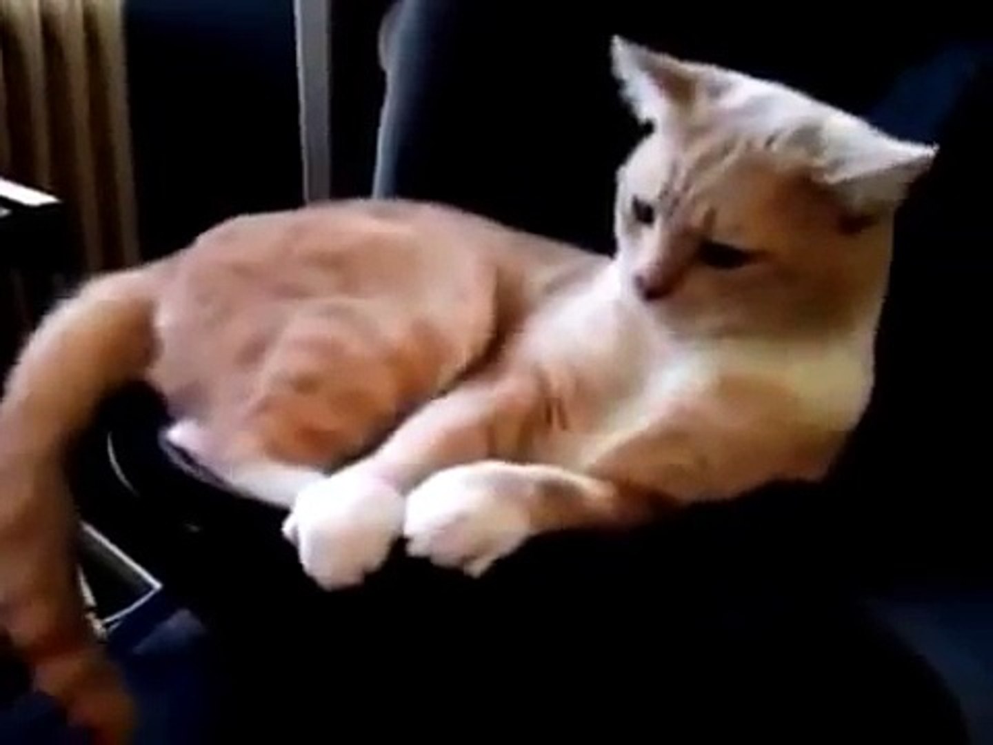 ⁣Улетные животные смешно до слез Смешные видео про животных Смешные животные до слез