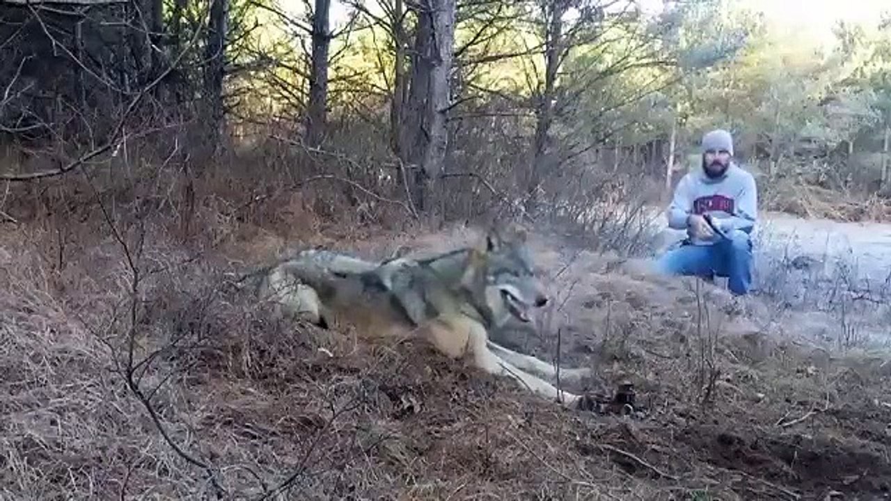 Охотники Спасли Волка Попавшего в Ловушку