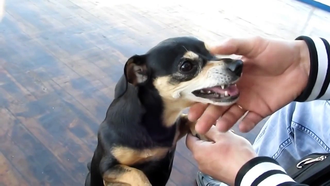 очень злой пёс по кличке БАСЯ