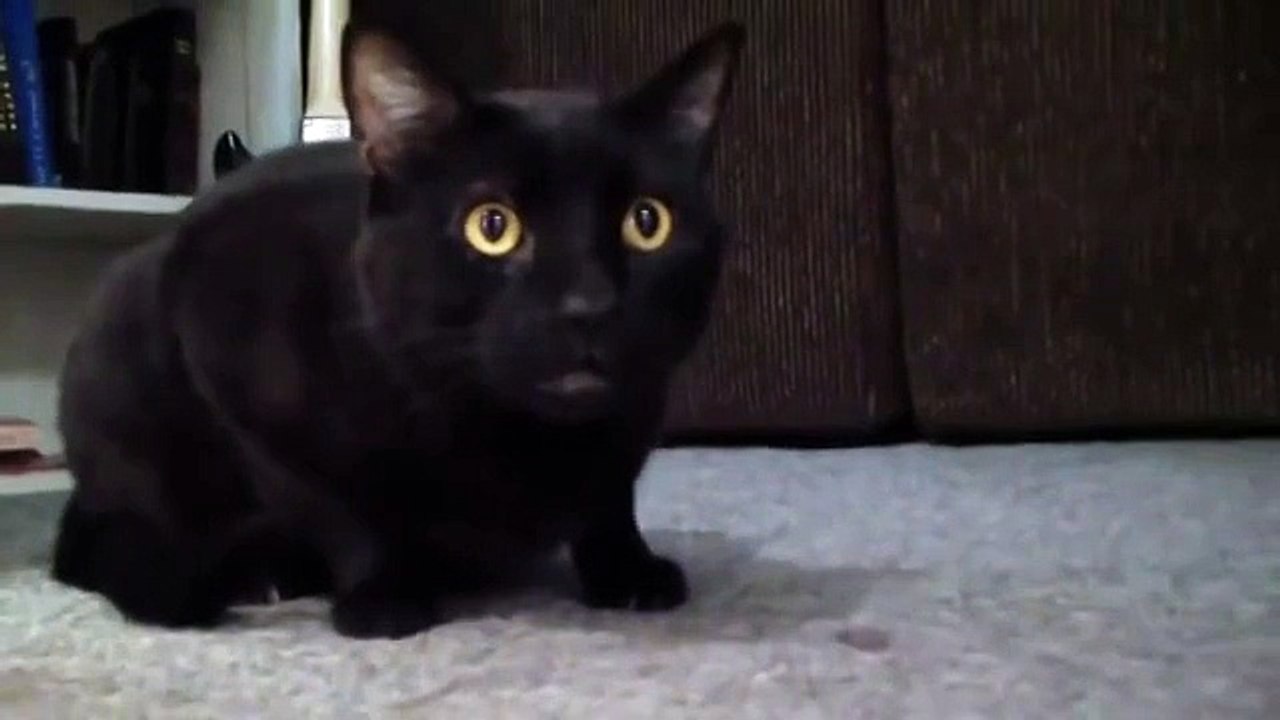 Поющий кот