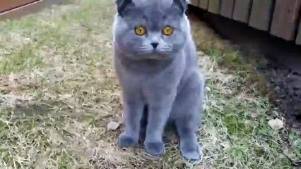 разговорчивый кот по кличке Космос