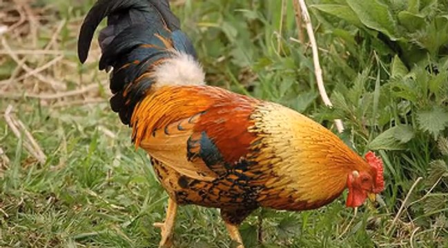 GÀ TRỐNG GÁY Ò Ó O - NHẠC THIẾU NHI SÔI ĐỘNG