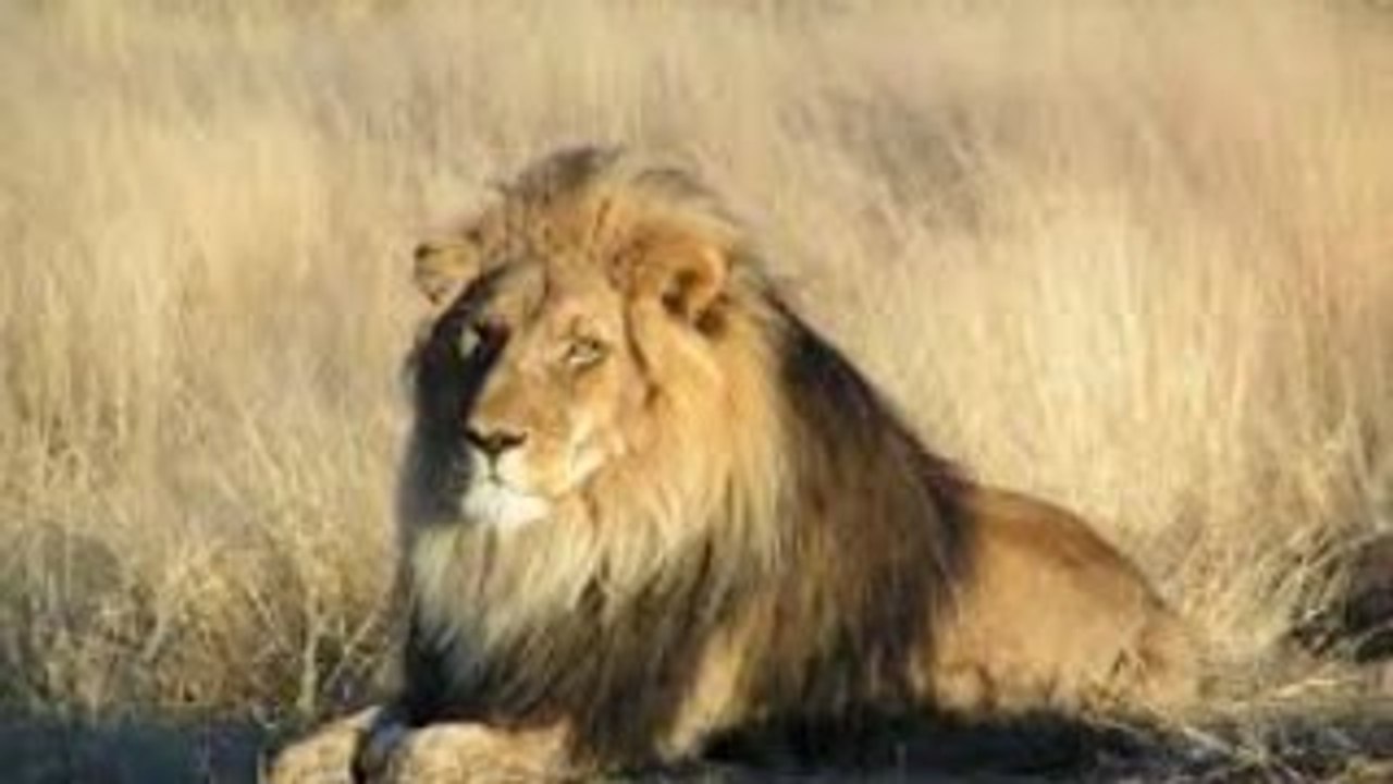 The Lion Mega Pride( documentary)HD