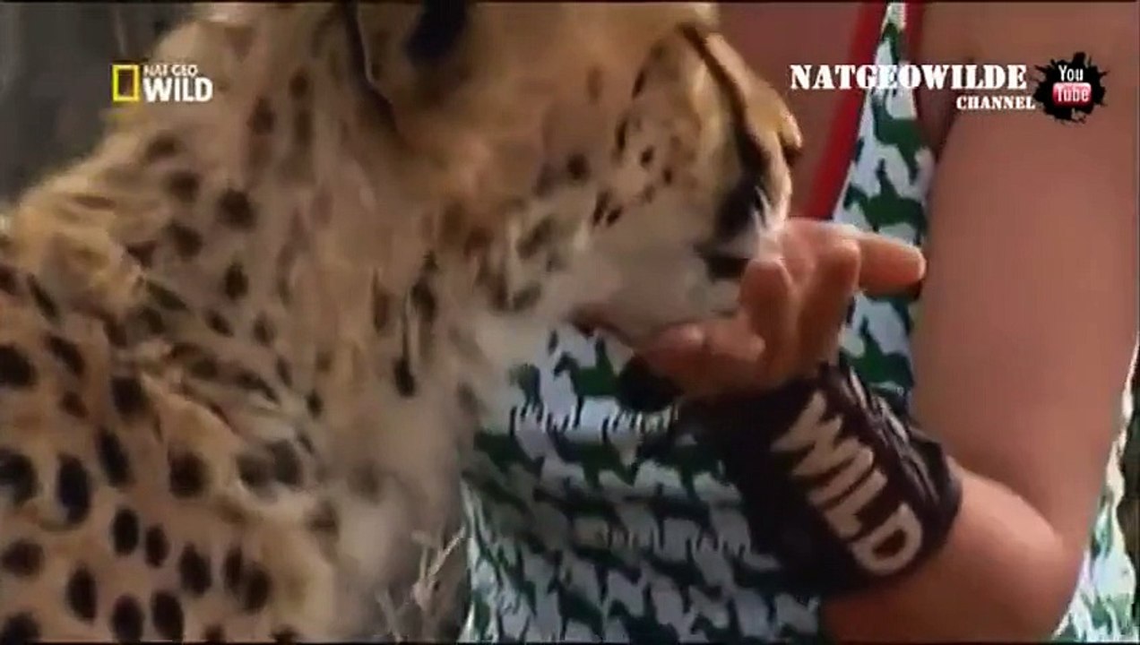 Cheetah attacked reporter