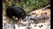 Animal Attacks,Dog Attack,Dog Hunting Wild Boar EXCLUSIVE