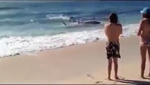 Amazing Shark Attack on Giant Whale_ Hundreds of Sharks_ Wild Animal Attacks